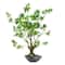2.5ft. Maple Bonsai Tree in Decorative Bowl Planter